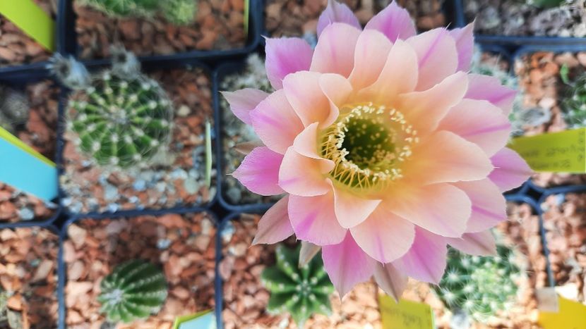  - Cactusi infloriti 2021