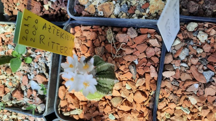  - Cactusi infloriti 2021