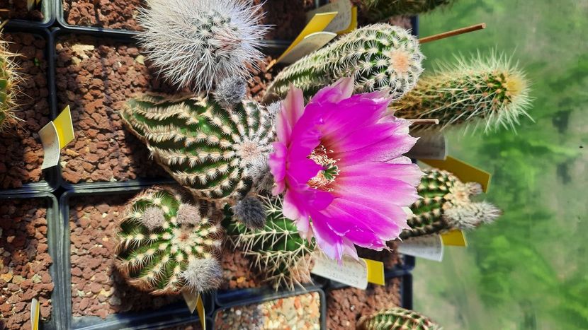  - Cactusi infloriti 2021