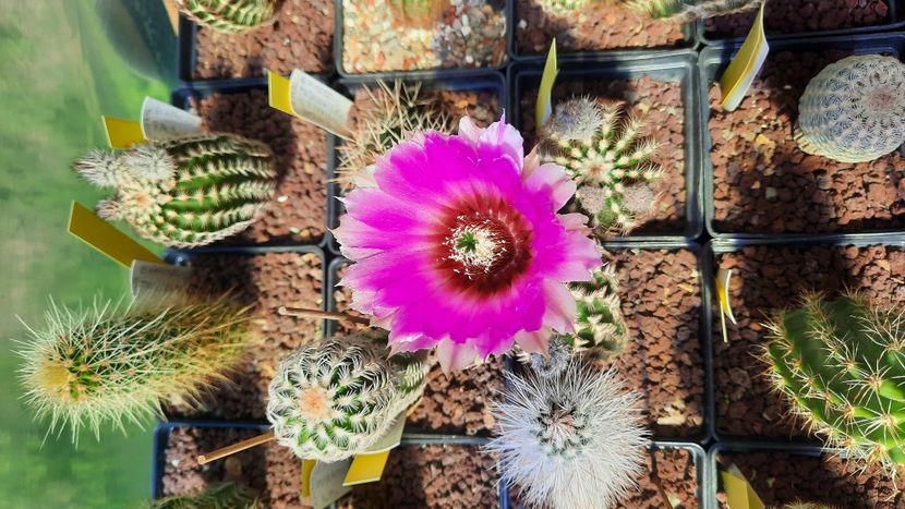  - Cactusi infloriti 2021