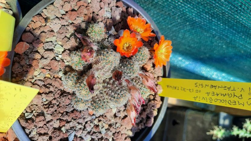  - Cactusi infloriti 2021