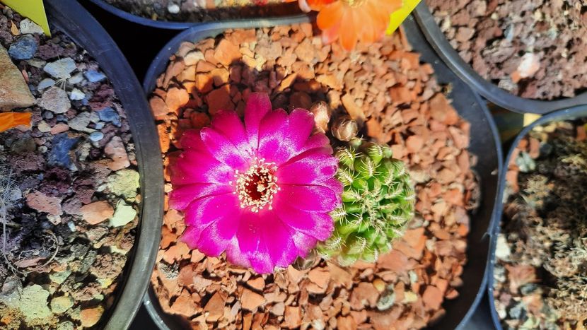  - Cactusi infloriti 2021