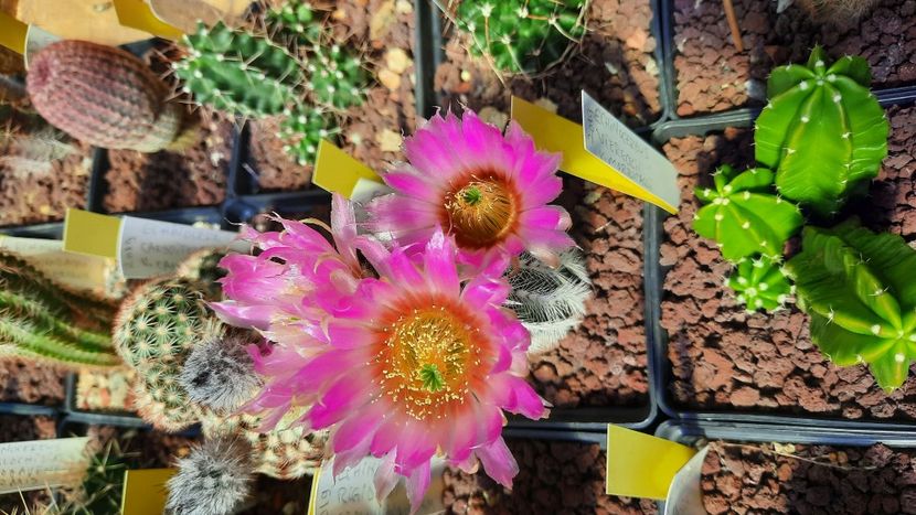  - Cactusi infloriti 2021