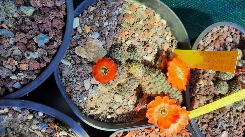  - Cactusi infloriti 2021