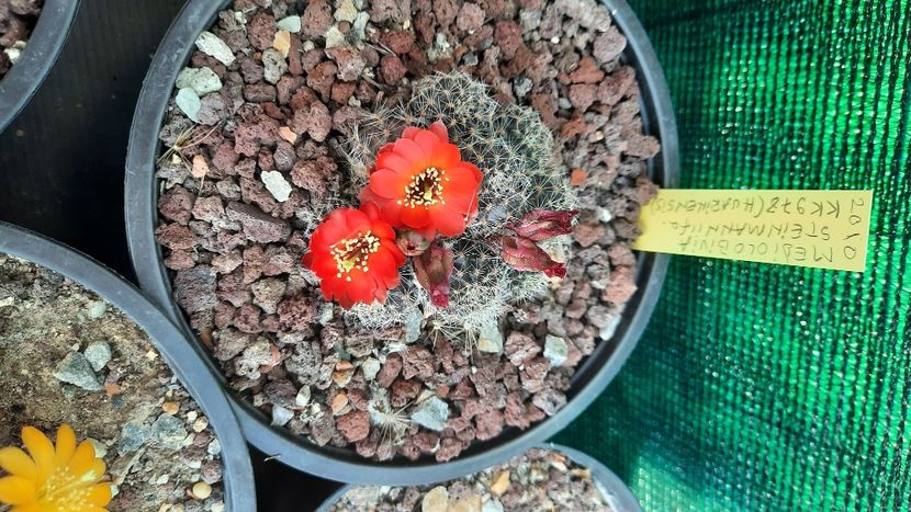  - Cactusi infloriti 2021