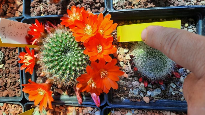  - Cactusi infloriti 2021