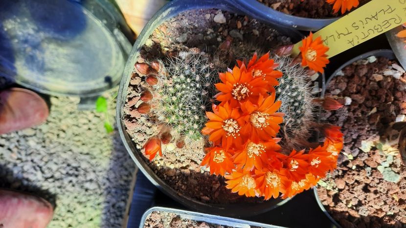  - Cactusi infloriti 2021