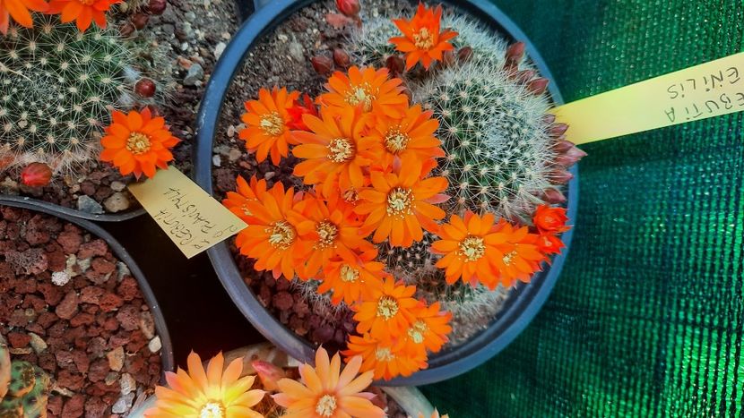  - Cactusi infloriti 2021