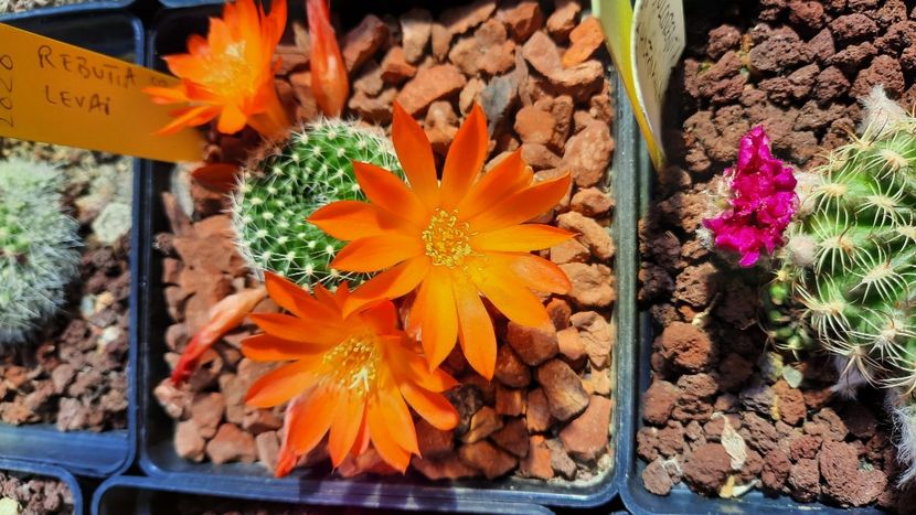  - Cactusi infloriti 2021