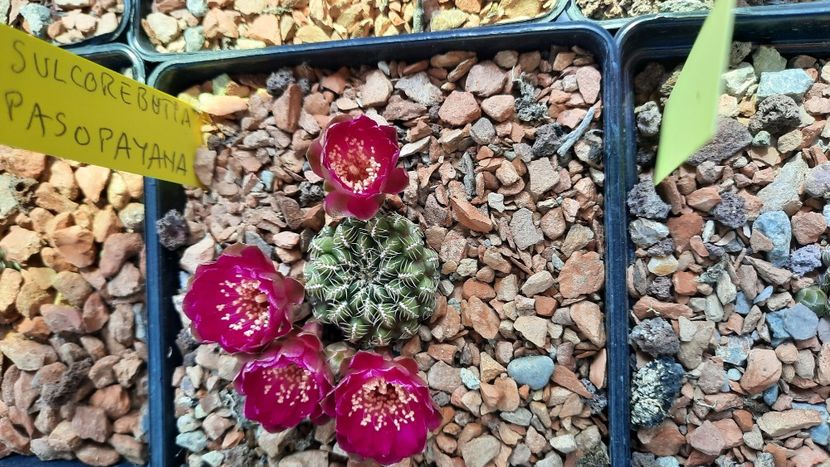  - Cactusi infloriti 2021