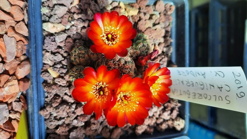  - Cactusi infloriti 2021