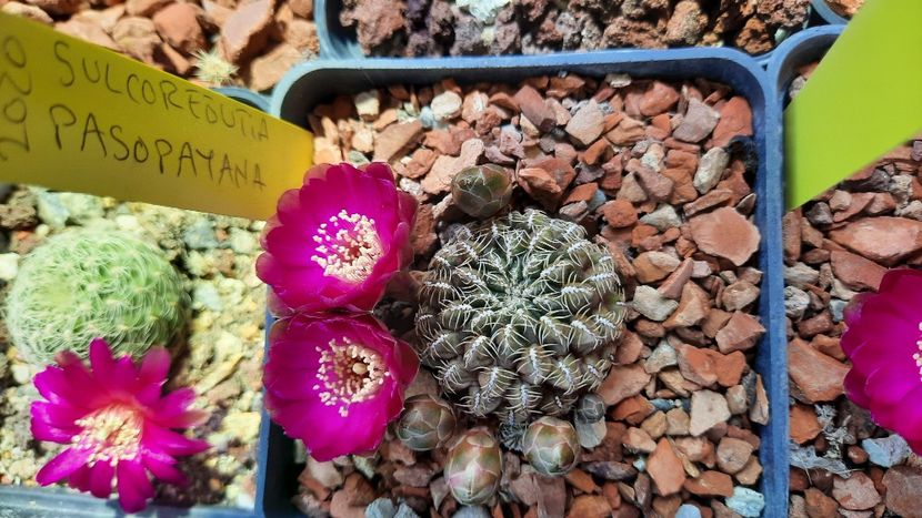  - Cactusi infloriti 2021