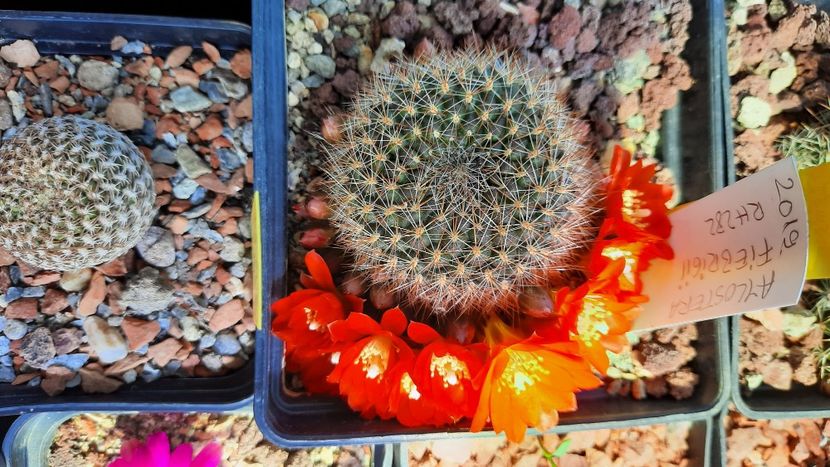  - Cactusi infloriti 2021