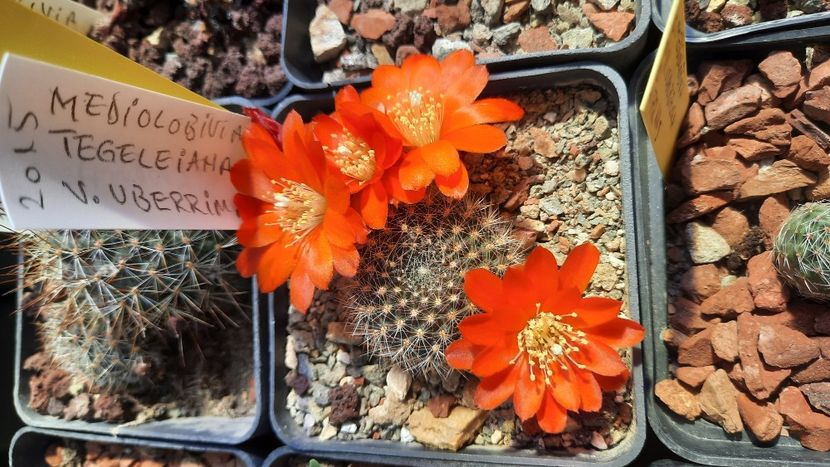  - Cactusi infloriti 2021