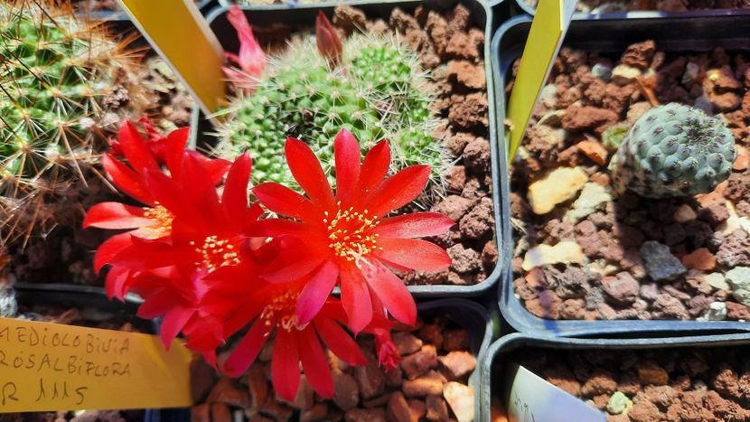  - Cactusi infloriti 2021