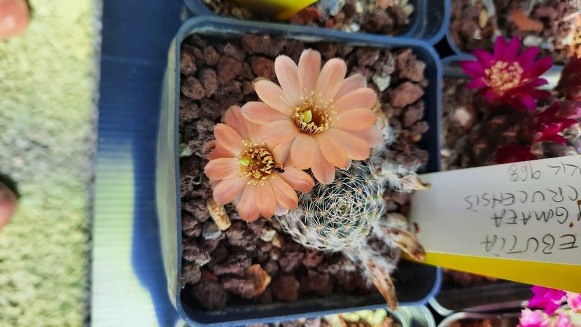  - Cactusi infloriti 2021