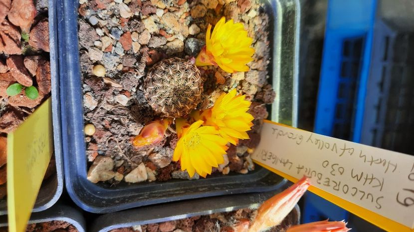  - Cactusi infloriti 2021