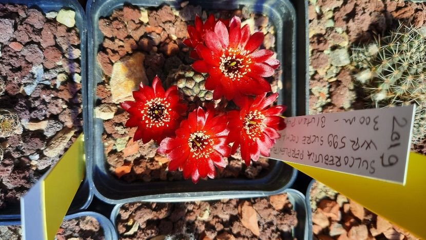  - Cactusi infloriti 2021