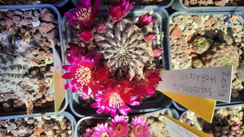  - Cactusi infloriti 2021