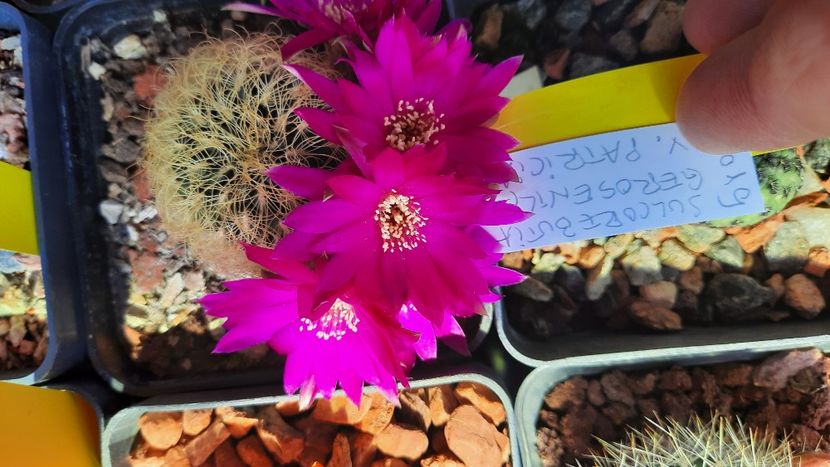  - Cactusi infloriti 2021