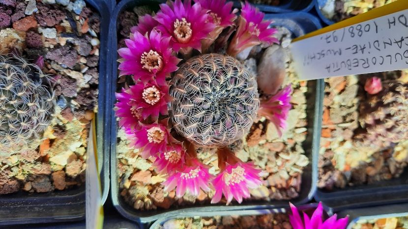  - Cactusi infloriti 2021