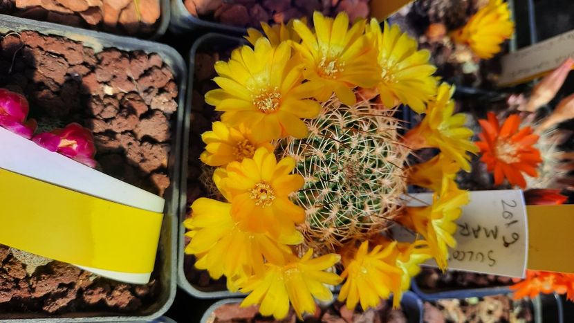  - Cactusi infloriti 2021