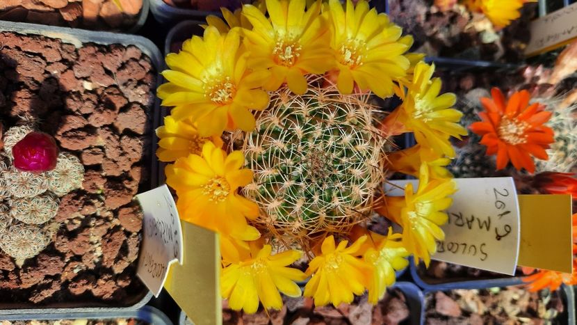  - Cactusi infloriti 2021