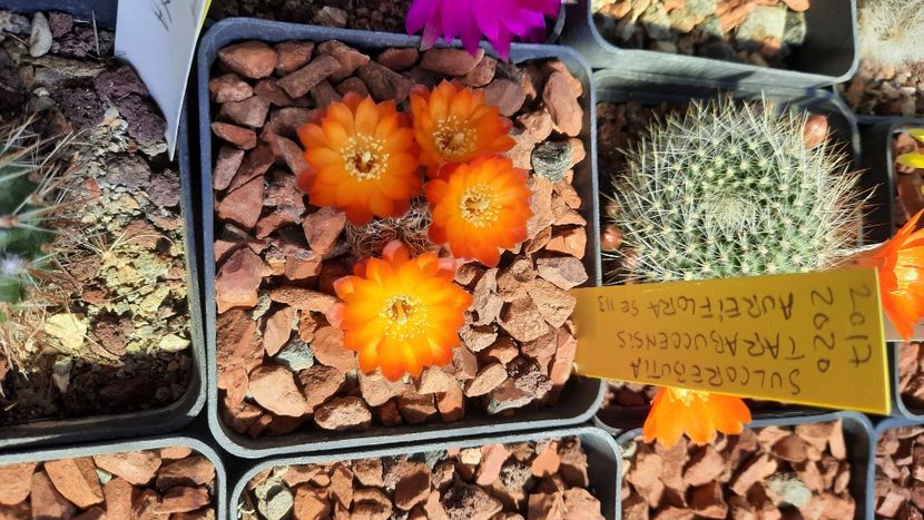  - Cactusi infloriti 2021