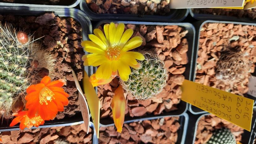  - Cactusi infloriti 2021