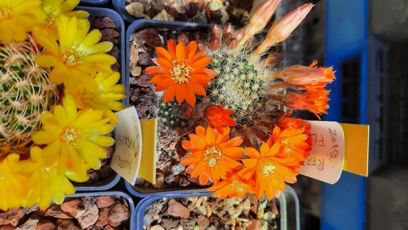  - Cactusi infloriti 2021