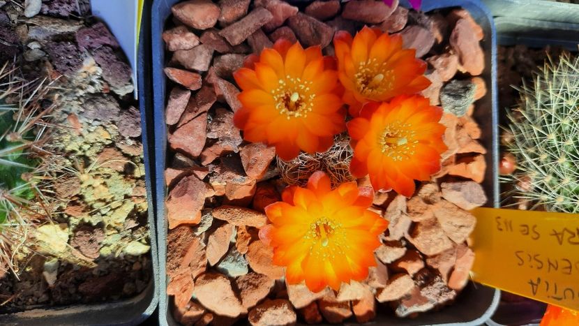  - Cactusi infloriti 2021