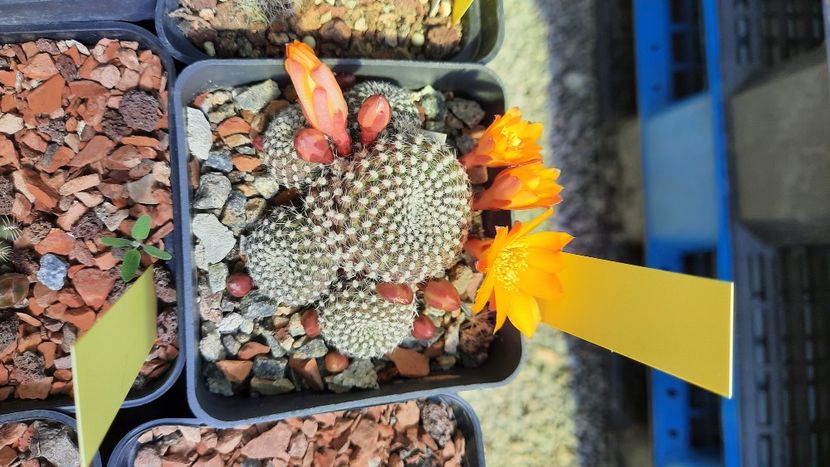  - Cactusi infloriti 2021