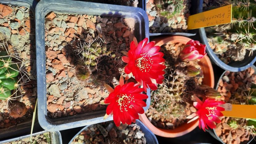  - Cactusi infloriti 2021