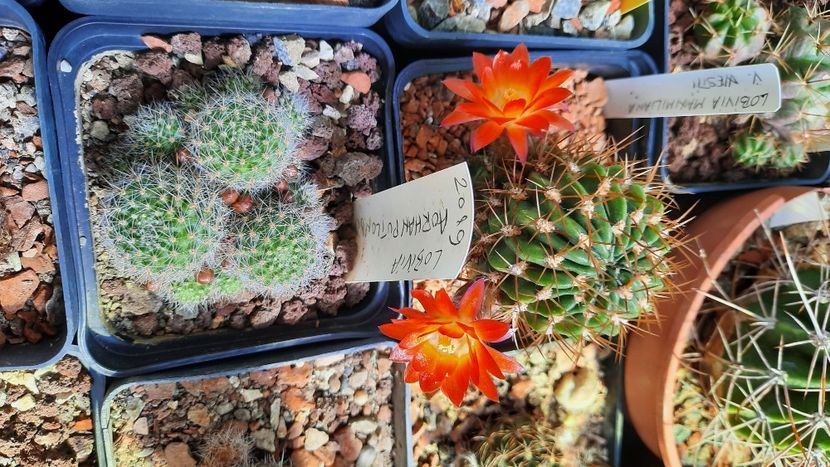  - Cactusi infloriti 2021