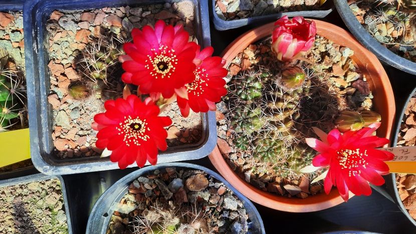  - Cactusi infloriti 2021