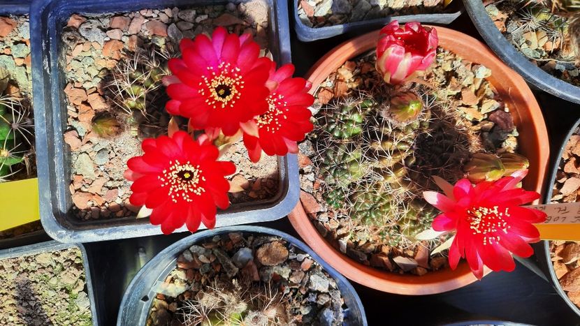  - Cactusi infloriti 2021