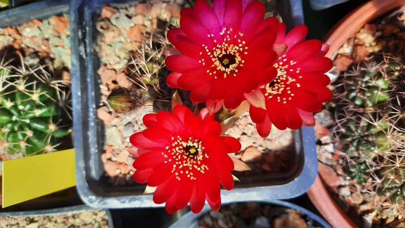  - Cactusi infloriti 2021