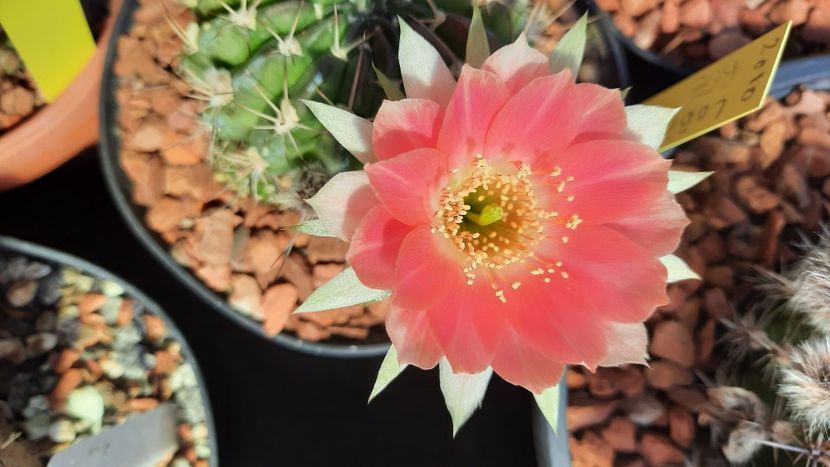  - Cactusi infloriti 2021