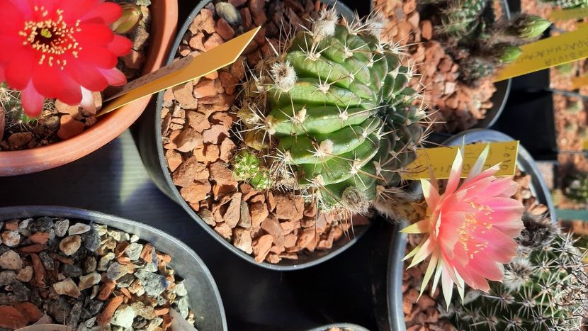  - Cactusi infloriti 2021