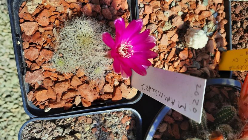  - Cactusi infloriti 2021