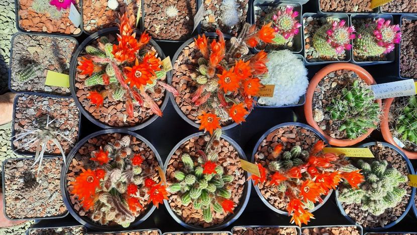  - Cactusi infloriti 2021