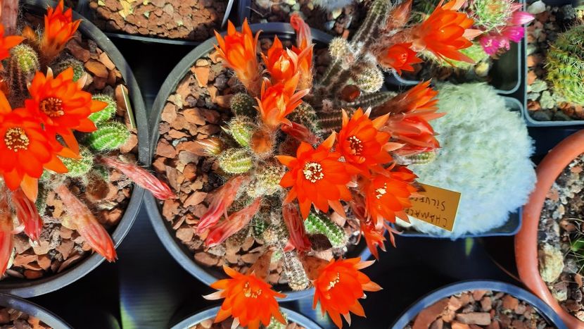  - Cactusi infloriti 2021