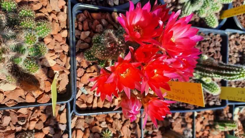  - Cactusi infloriti 2021