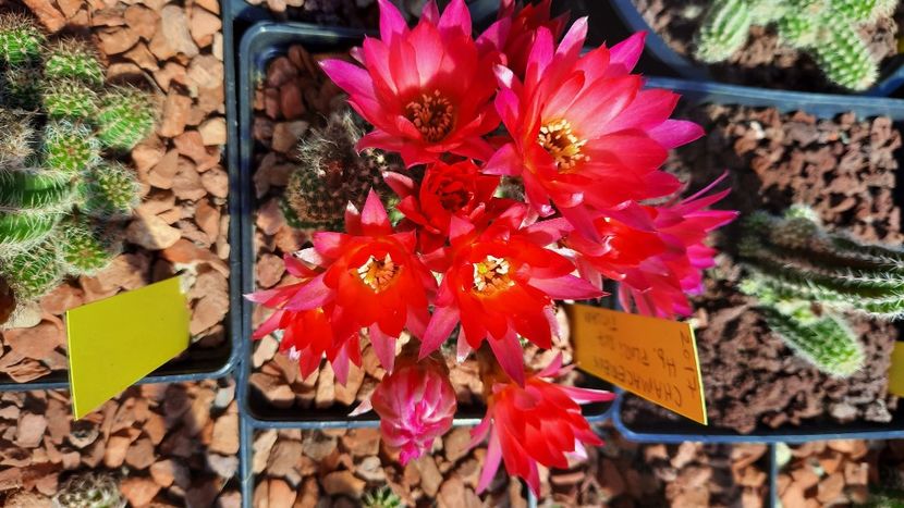  - Cactusi infloriti 2021