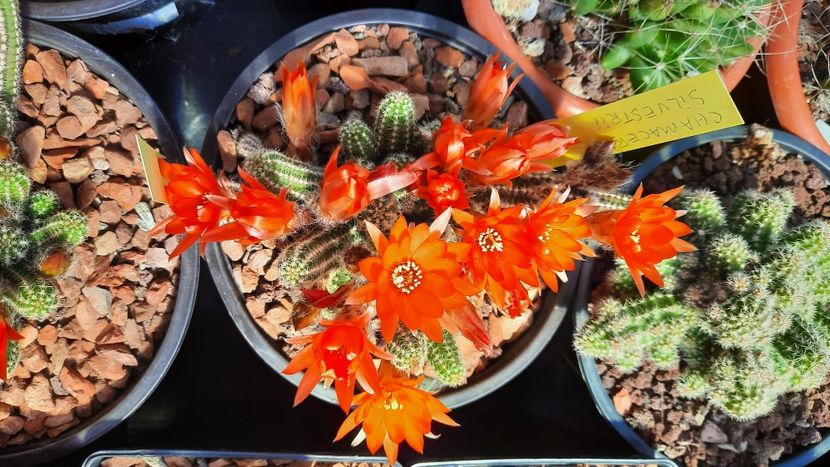  - Cactusi infloriti 2021