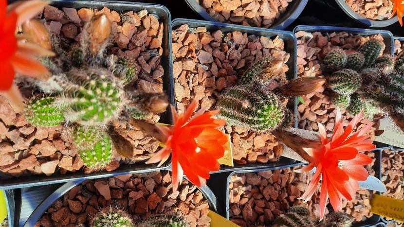  - Cactusi infloriti 2021