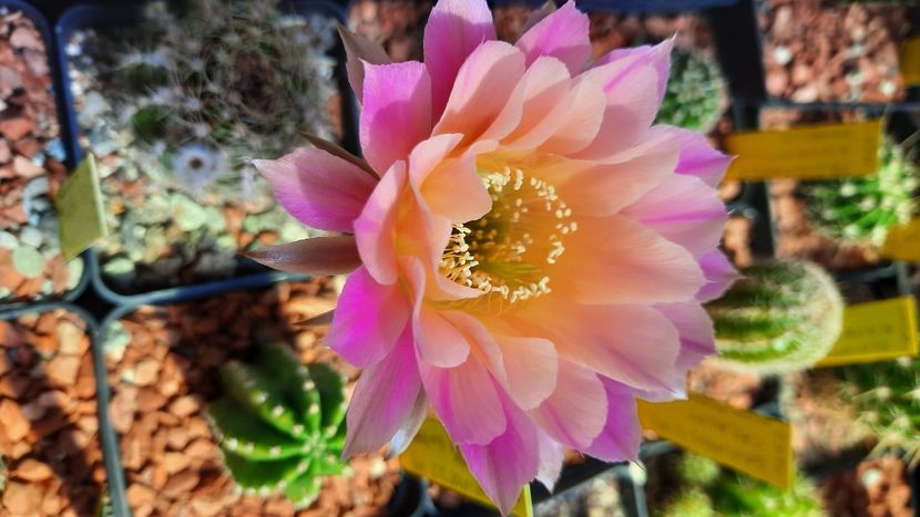  - Cactusi infloriti 2021