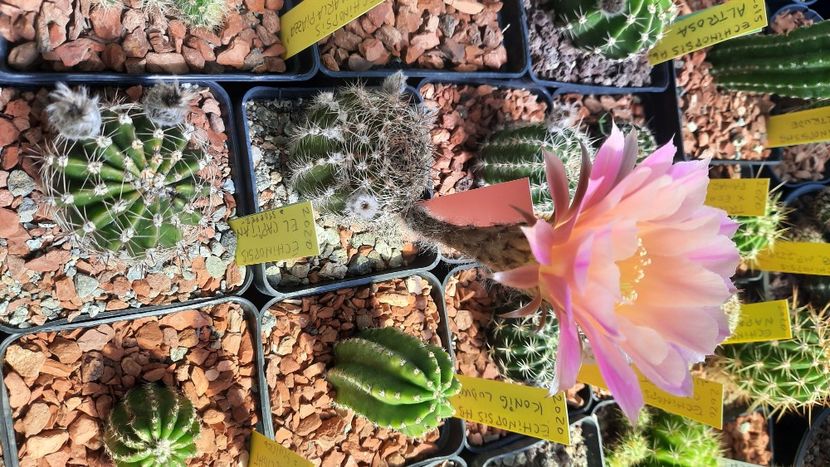  - Cactusi infloriti 2021