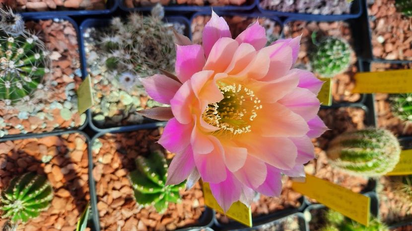  - Cactusi infloriti 2021