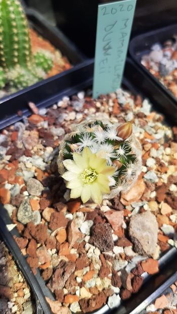 IMG-20210610-WA0041 - Cactusi infloriti 2021